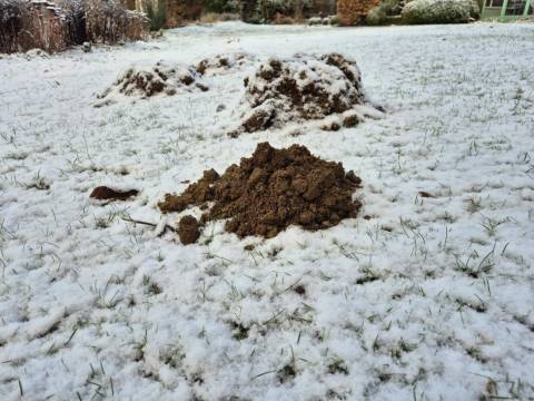 Les taupes dorment-elles en hiver ? La preuve sous la neige !
